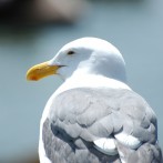 Gull