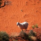 Desert Sheep